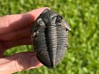 Zlichovaspis Rugosa Fossil Trilobite Matrix Morocco Flying Devonian Odontochile