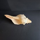 Horse Conch Seashell  10  X 4   Horse Shell Nautical Beach Display