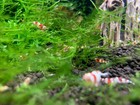 Java Moss - Aquarium Freshwater Moss For Invertebrates Beta Fish Fish Tank