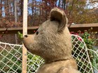 24   Antique Jointed Humpback Long Muzzle Mohair Bear 1920 s Era Steiff Style