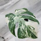 Monstera Albo     Monstera Deliciosa Albo Variegata   Striking Foliage   In 4  Pot