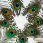 10 Pcs Natural Peacock Feather With Eyes Tail Feathers For Home Decor Craft Supp