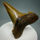 Beautiful  Serrated 2 32  Fossil Sokolowi auriculatus Shark Tooth - Nc