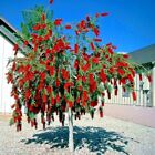 50 Weeping Bottlebrush Flower Tree Seeds Garden Plant  callistemon Viminalis 