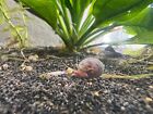 25  Ramshorn Snails-  Free Shipping Assorted Live Freshwater Algae Eaters