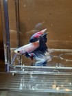 Live Betta Fish Halfmoon Male Grade Premium Dumbo Striped  r  Usa Seller 