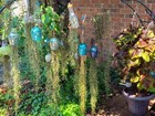 Spanish Moss Fresh Live Air Plant Wall Decor 