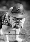 First Marine Corps Mascot Dog Photo Sgt Major Jiggs  Bulldog Usmc 1925