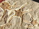 Five  440 Million Year Old 100  Natural Starfish Fossils Morocco 210gr
