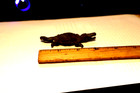 Pirate Treasure  African Trade Bronze Lizard  Port Royal  1692