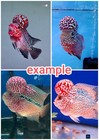 Pre-order A    Live Flowerhorn  Fish Male Super Red  Big Kok Head  Size 5 -6 