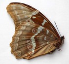 Morpho Godartii Julianthiscus - Female - Quality Good A-  -  Unmounted Butterfly