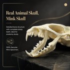 2pc Authentic Mink Skull Specimen  Real Animal Bone For Collection  Gothic St   