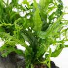 Microsorum Windelov On Driftwood  m  Live Plants Decoration Freshwater Aquatic