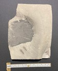 Eurypterid Fossil - Large Dolichopterus Head - Silurian - Fiddlers Green  Ny
