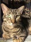 Custom Original Pet Cat Dog Oil Portrait Painting  From Your Photo