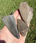 Fossil Megalodon Shark Tooth Lot Group Of Real Shark Teeth Fossils