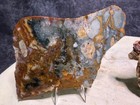 Unique Large Oregon Jasper Slab Set  Lot 73