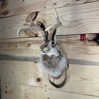 Authentic Jackalope Taxidermy Mount     Original Wyoming Folk Art     Lodge Decor