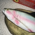 Vintage Travis The Singing Trout In Box   Not Working  No Adapter