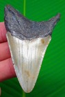 Megalodon Shark Tooth Real Fossil 3 34    No Restorations Sharks Teeth