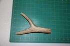 Medium Branched Deer Antler Dog Chew  17   Bone Chews Deer Elk Treats Deer 305