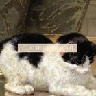 1800s Vintage Cat Painting Giclee Print Giclee Print On Fine Art Paper