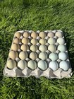 12  Green   Blue Fertile Chicken Hatching Eggs  possible Rare Breeds  Npip