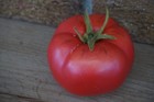 Realistic Artificial Fake Food Prop Vegetable Tomato Display Stage Movie Diner
