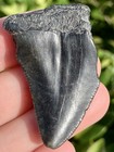 Natural Beautiful 1 72    Megalodon Tooth Fossil Shark Teeth