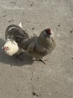      12 Rainbow Egger Hatching Eggs - Rare Breeds  Colorful Eggs   Chicks