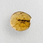 Praying Mantis In Burmese   Burmite Amber Fossil   100  Genuine Amber