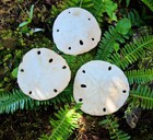 Large 4  Vintage Natural Sand Dollars Lot Of 3 Beach Decor