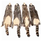 Tanned Raccoon  Premium Grade