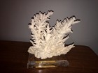 White Sea Coral Statue Art On Acrylic Base Approx  8  X 8  Inches