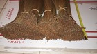 3 Lbs 3oz Dyed Fl Long Leaf Pine Needles 14 -15 avg  Baskets Gourds Native Craft