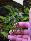 Asian Java Fern - Live Aquatic Plants - Foreground Shrimp Fish Tank Plants