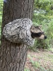 Raccoon Taxidermy Coming Out Of Hideout 