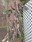 Lot Of 20 Natural Driftwood Pieces Lot For Craft Carving And Wood Projects