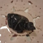 Black Stone Turtle Figurine  Carved   Polished Animal Sculpture  Unboxed