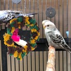 Rope Swing Bird Rope Perch Parakeet Swing Parrot Bite Toy Parrot Hanging Swing