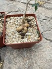 Succulent Plant Boswellia Rivae Garden Plant Caudex Decor Seedgrowth 1pcs