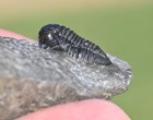 Trilobite Fossil  Gerastos Granulosus  tuberculatus   From Morocco  2