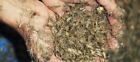 Live 1 4  Feeder Crickets - 250-1000 Counts - Live Arrival Guarantee  lag 