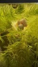 Ramshorn Snails Assorted  100 Pack  Live Freshwater Algae Eaters Aquariums
