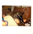 1970s Sleepy Great Dane Napping On Couch Brindle Dog Large Breed Vtg Photo