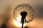 1000 Dandelion Seeds - Taraxacum Officnale Seeds - Medicinal And Edible Herb