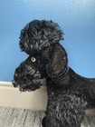 Vintage Steiff Snobby Black Poodle Mohair Jointed Glass Eyes Ear Button 1950
