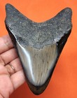 Megalodon Shark Tooth - 4 05  Real Fossil Shark Teeth - No Restorations