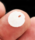 12 Extra Tiny White Florida Sand Dollars  micro Size  1 4  - 1 2   Beach Wedding